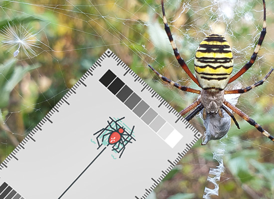 Download the Spider Spotter Card