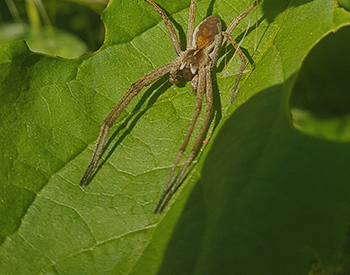 Other common Spiders