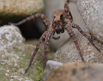 Wolf Spiders