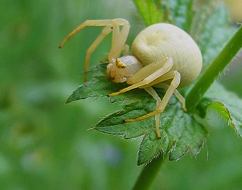 Crab Spiders