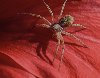 Running Crab Spiders