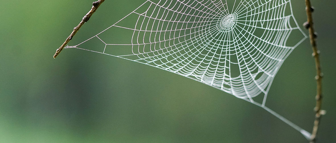 Spider Web Citizen Science App