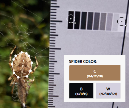 spider colour results