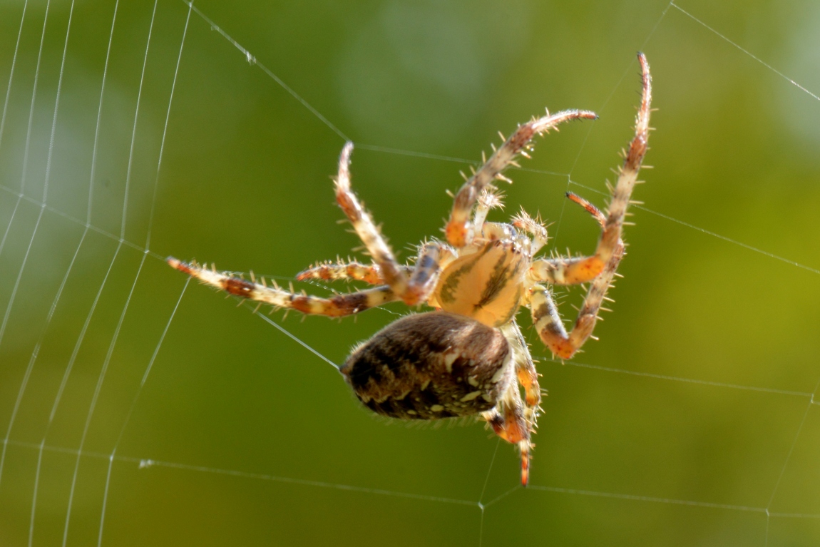 Spinnen SpiderSpotter Spinnen SpiderSpotter