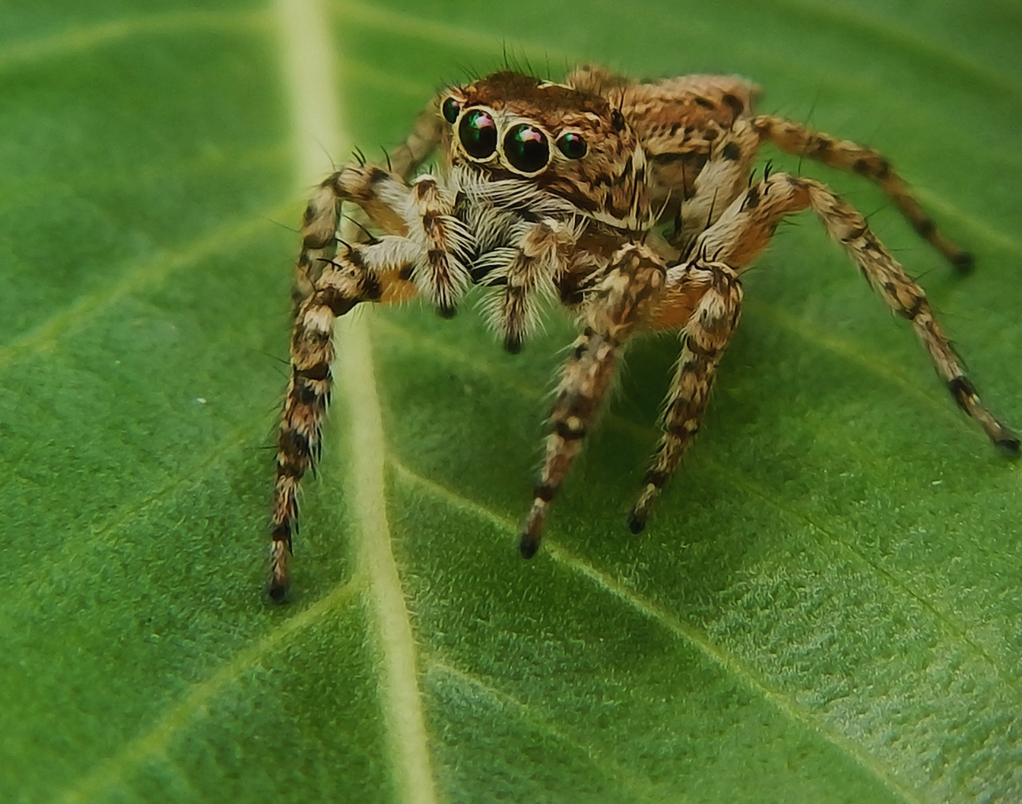 Fleecy jumping spider - SpiderSpotter