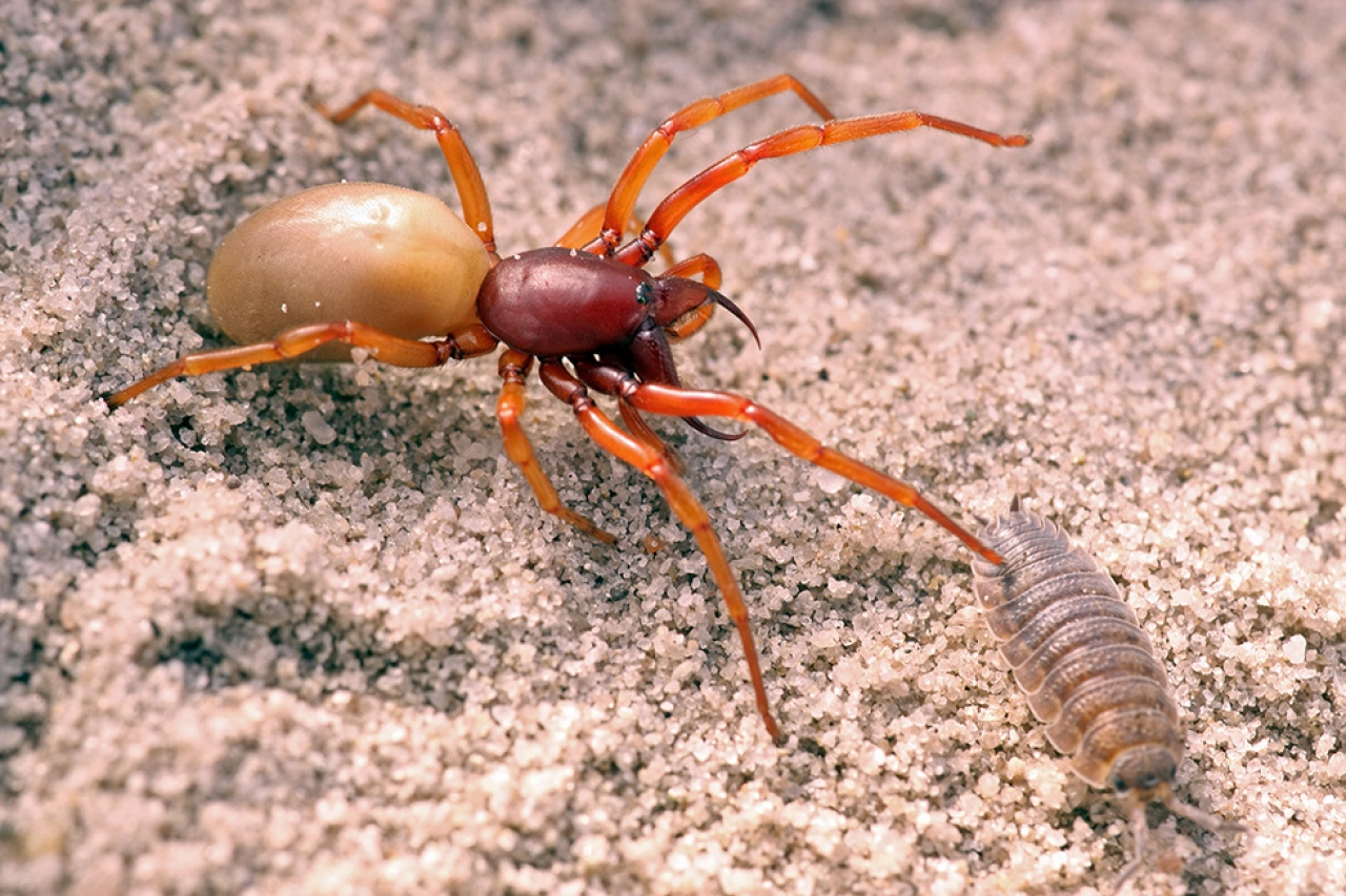 Female Woodlouse spider, this species is specialized in hunting woodlice 