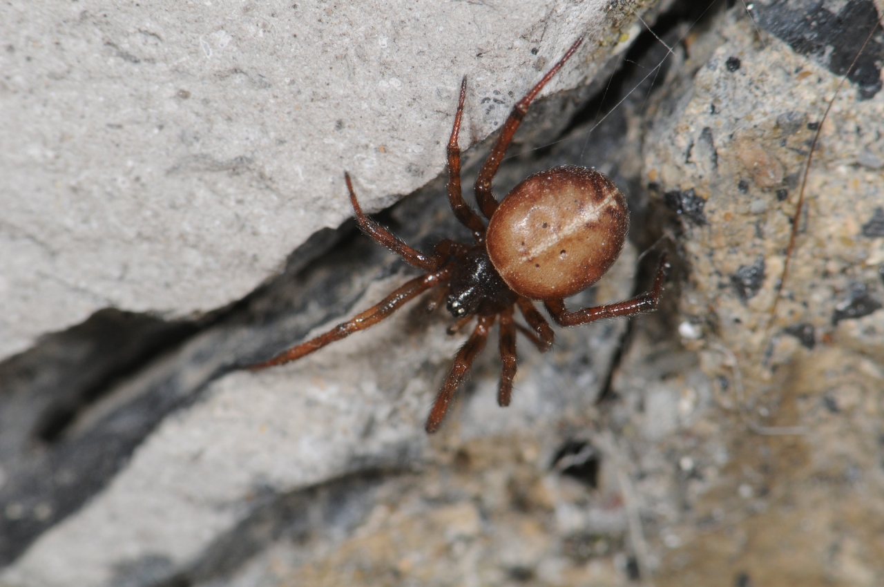 Dorsal view female 