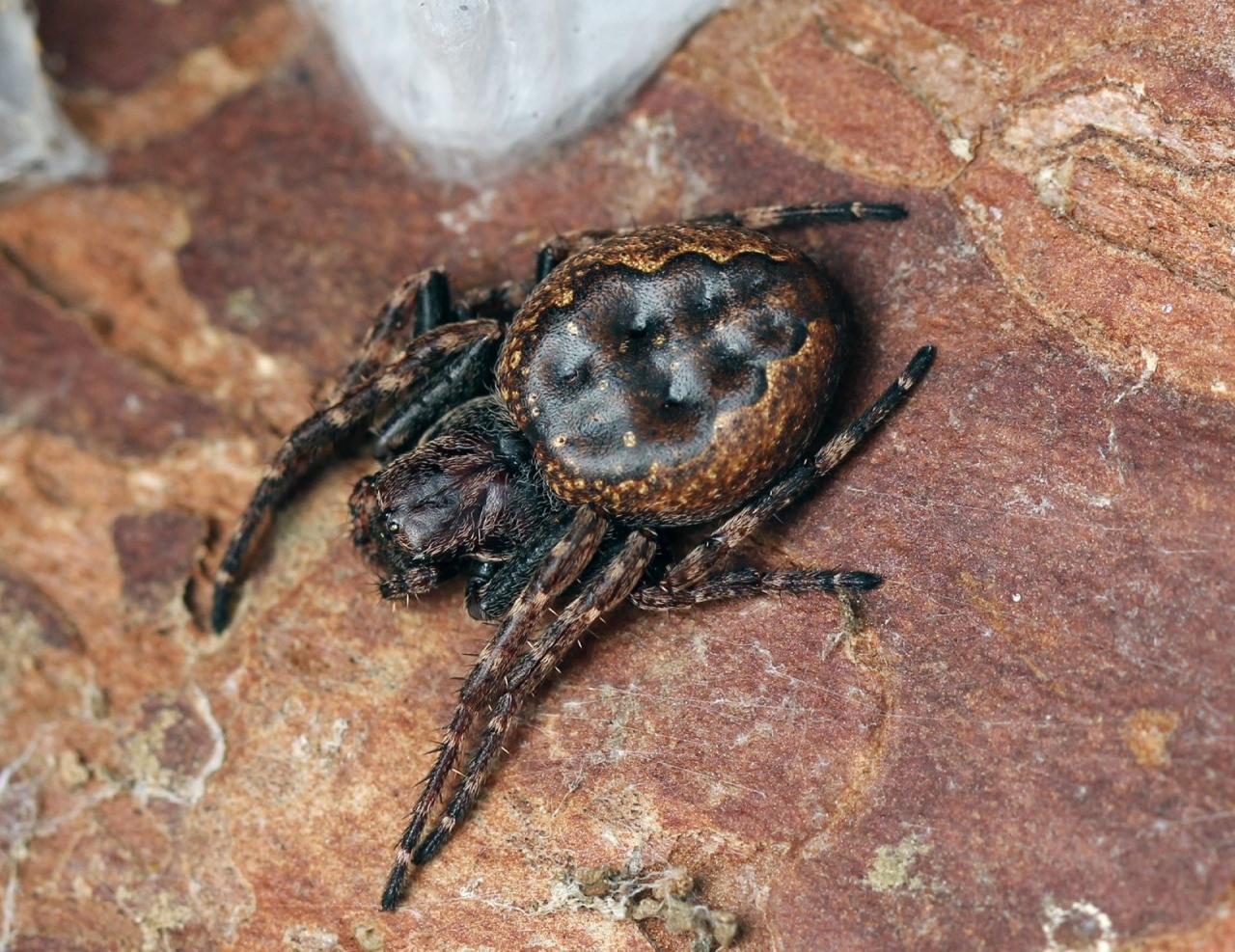 Female of Walnut orb weaver