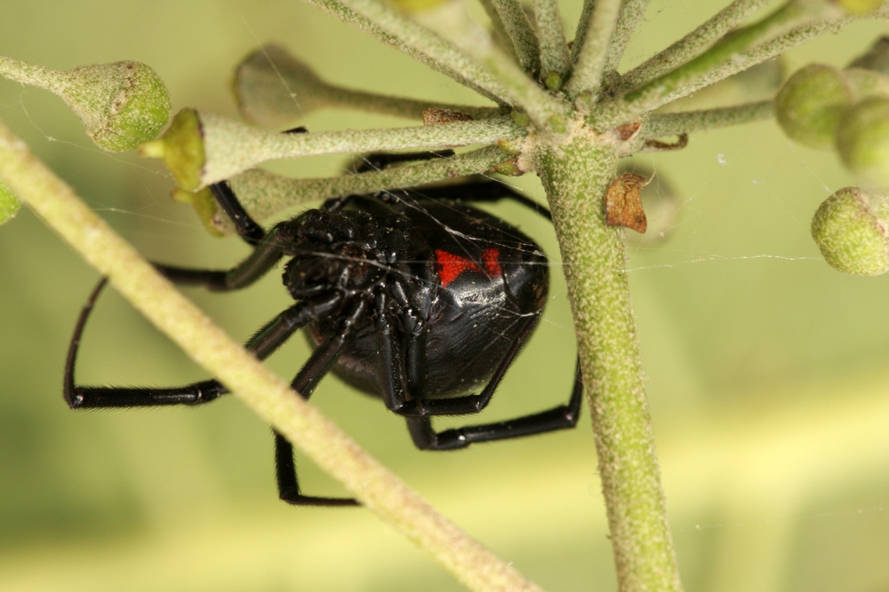 Female with red hourglass figure on underside of abdomen