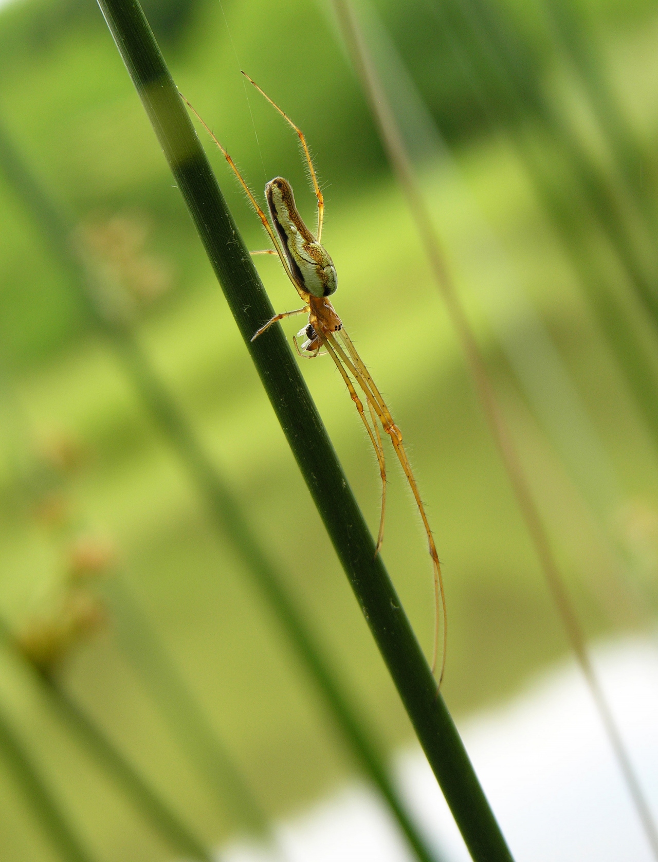 Female 
