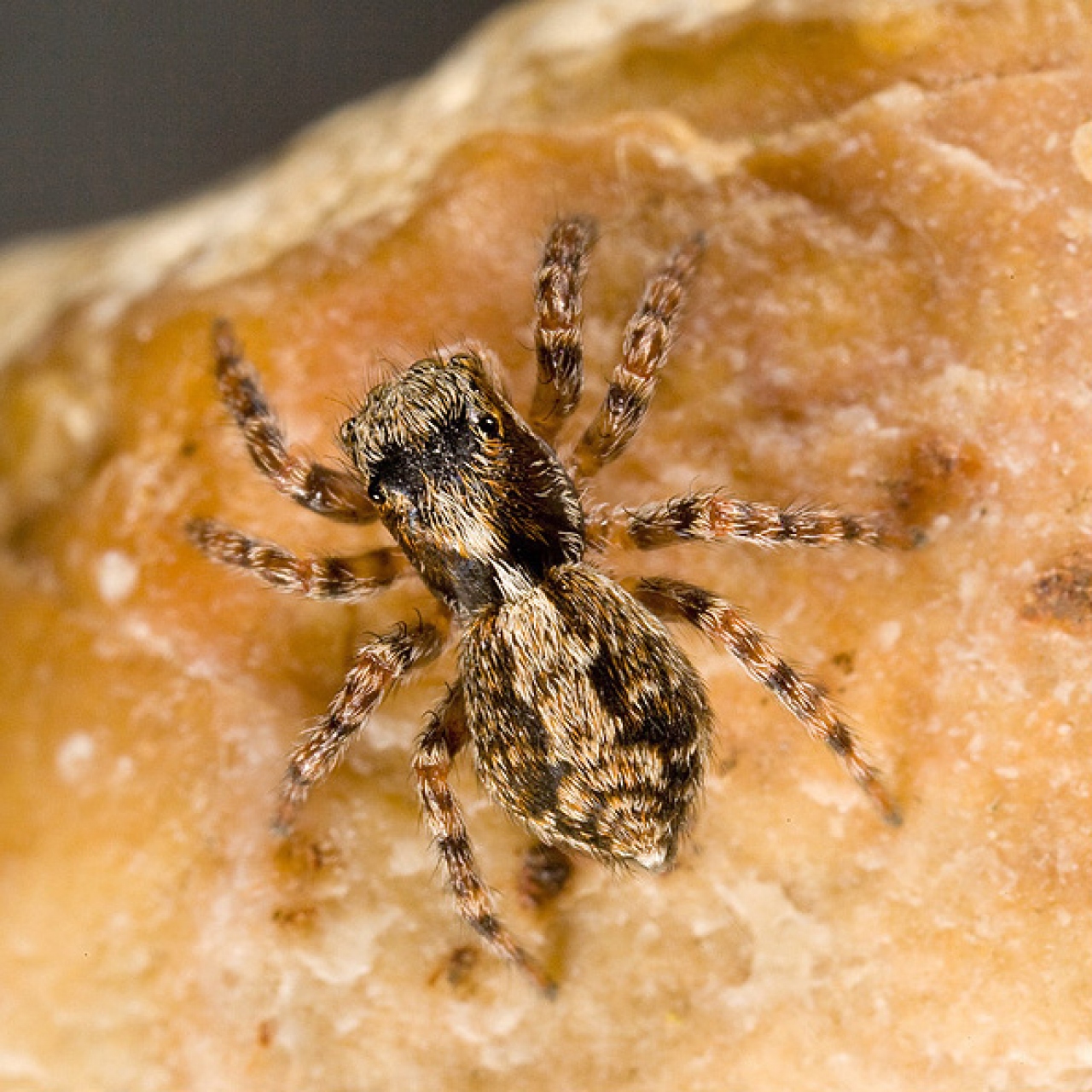 Female