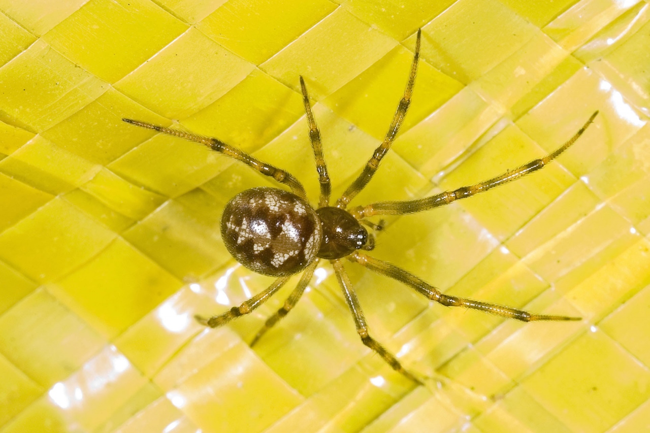 Dorsal view female