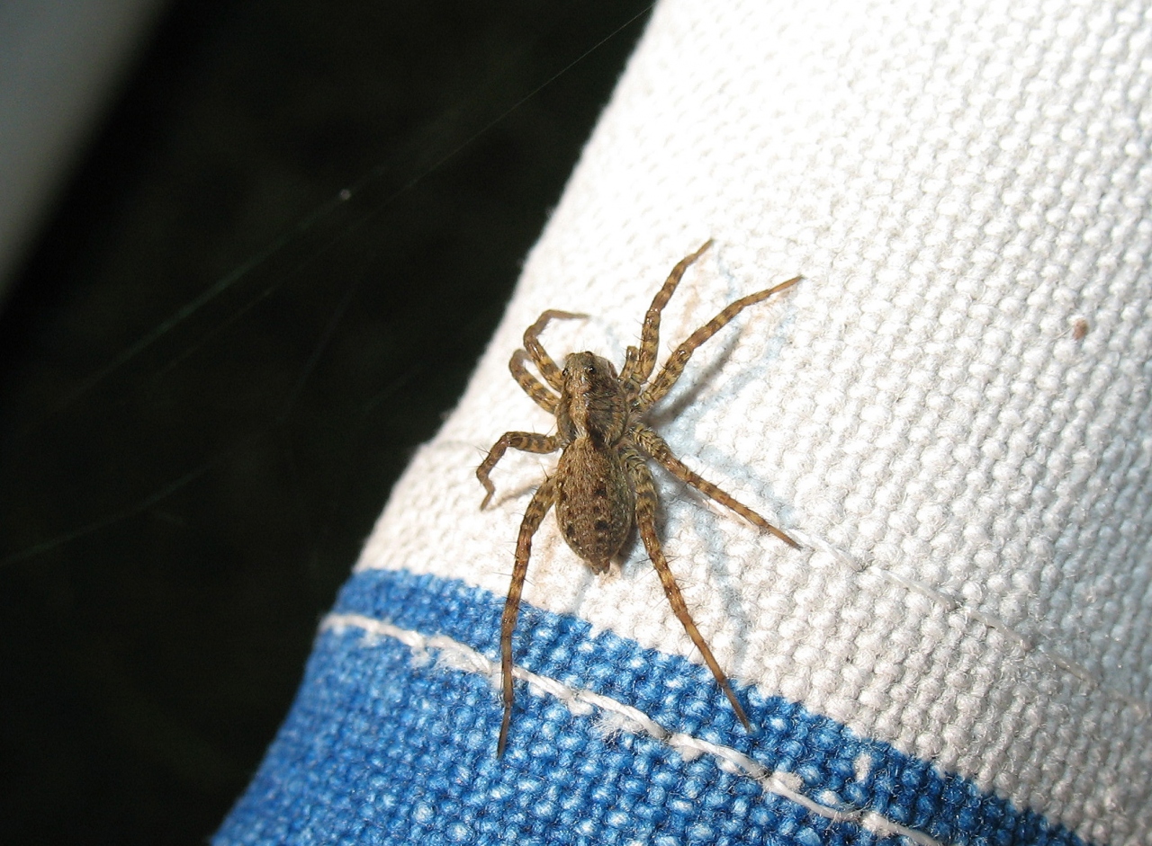 Female dorsal view 