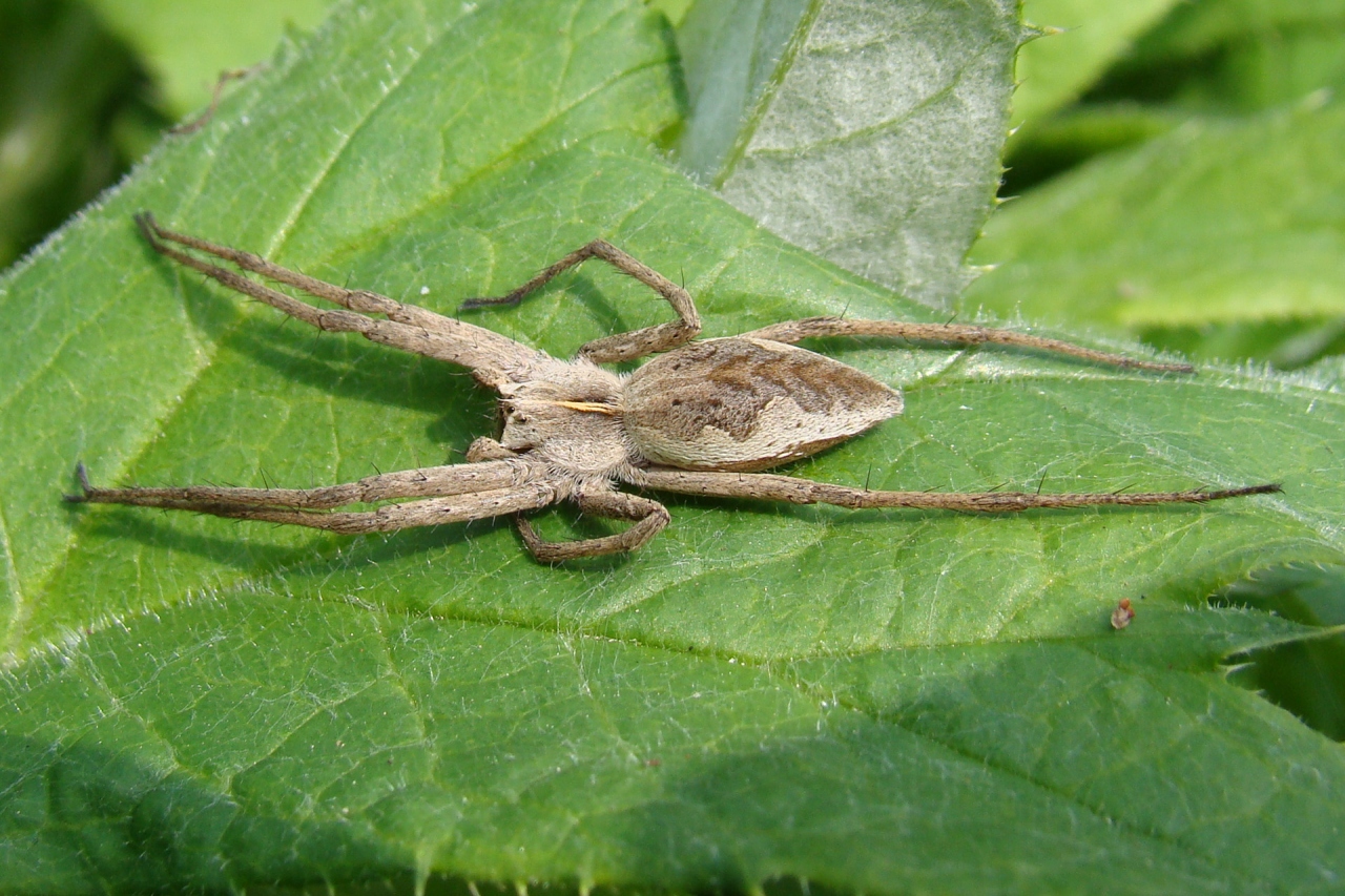 Female in resting position 