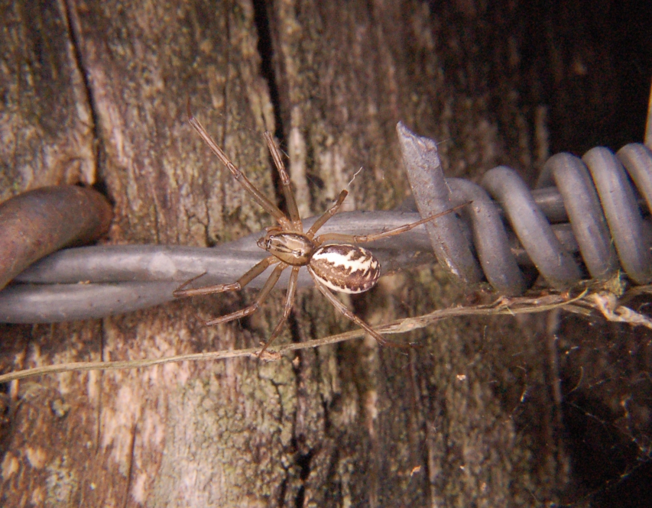 Female with tuning fork on carapace and dark figure on abdomen