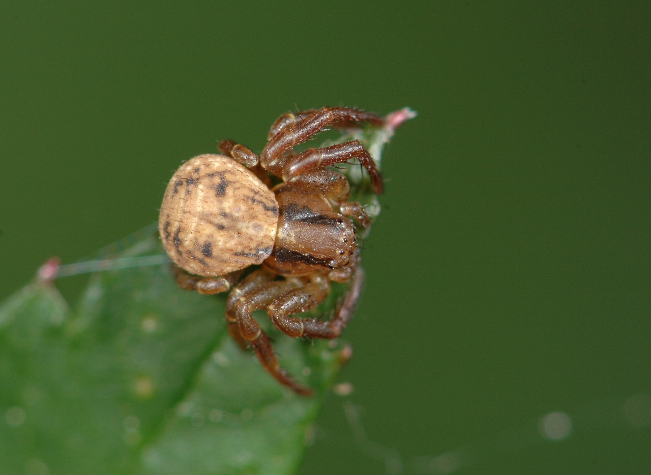 Female with black drawing on carapace and horizontal stripes on abdomen 