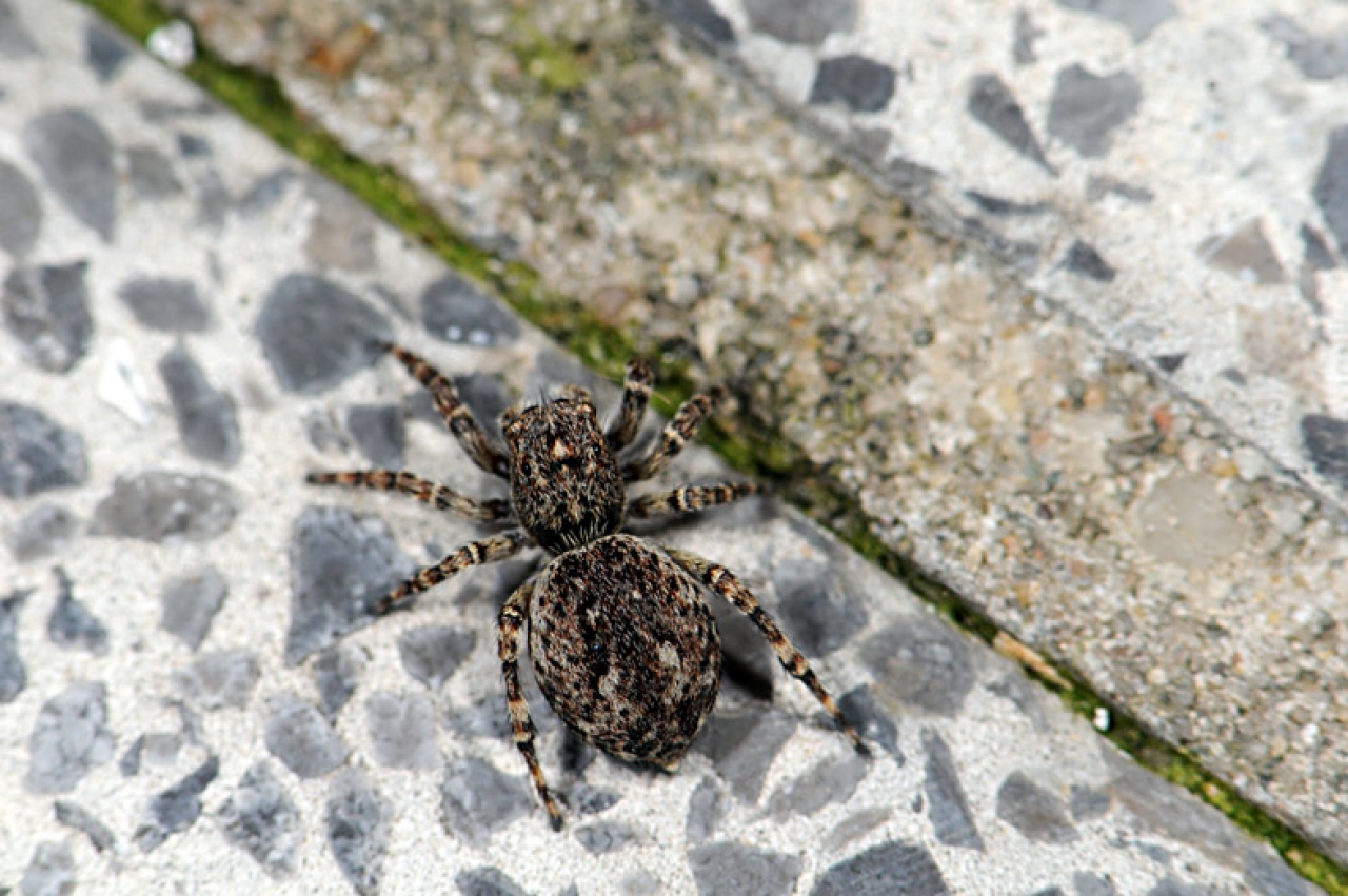 Female