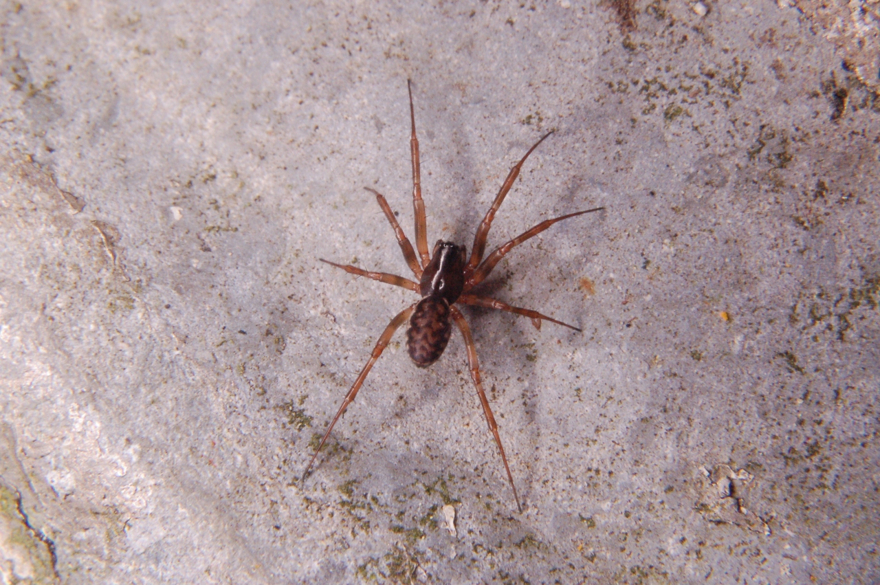 Female with W-shaped drawings on abdomen. 