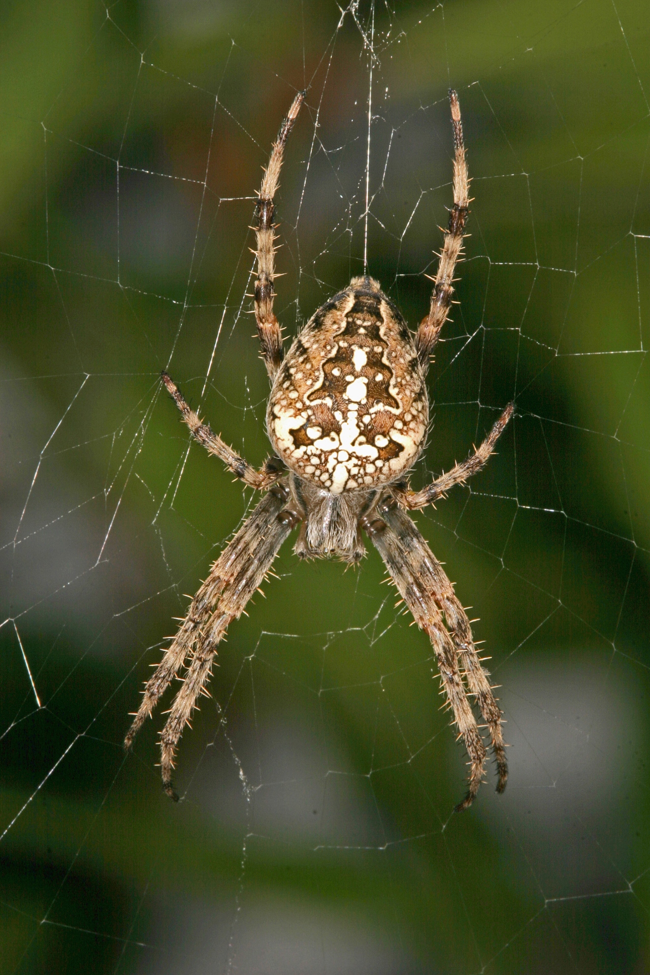 Dorsal view of female Cross spider with typical cross pattern 