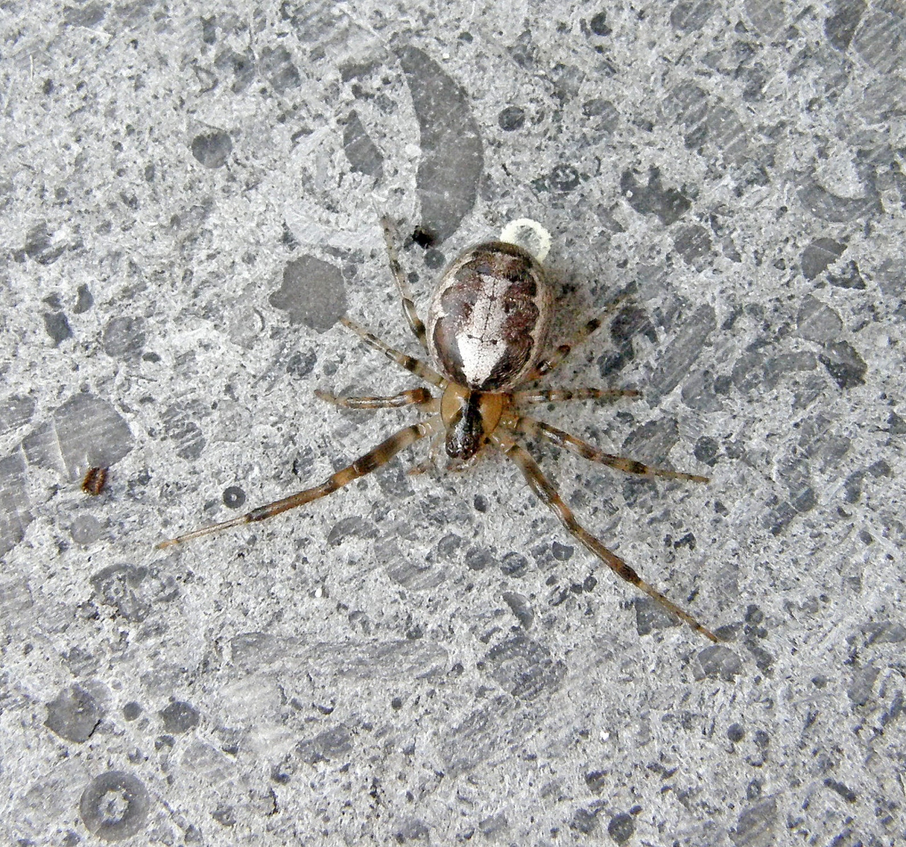 Dorsal view of female, with silver leaf figure 