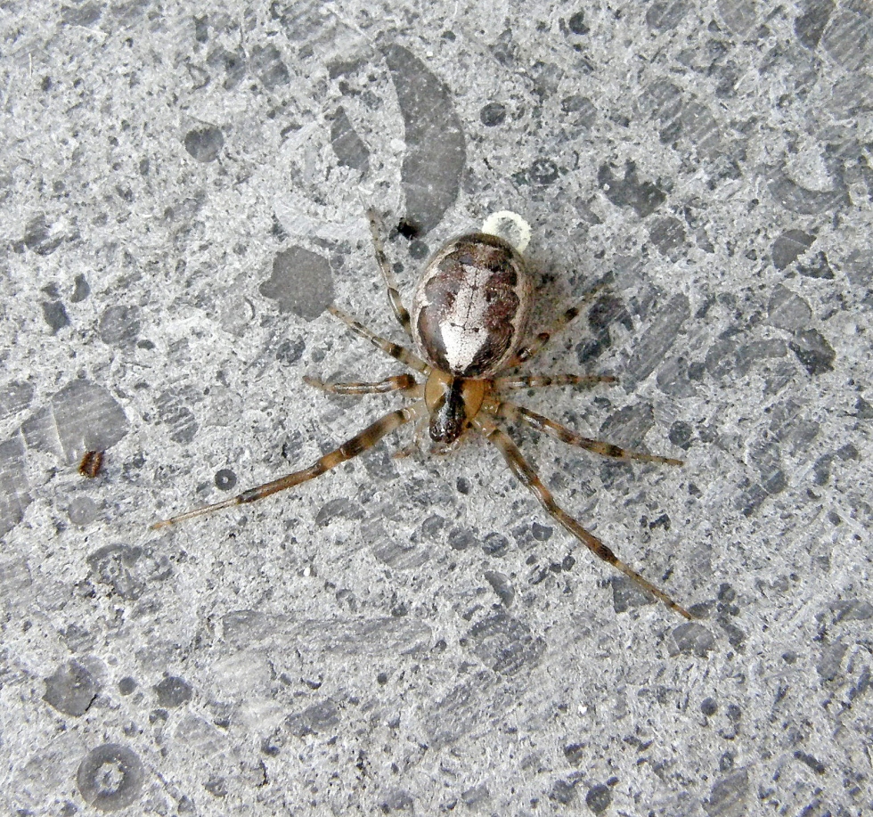 Spider  Horace & the Spiders [a][16K] : Sinclair Research : Free