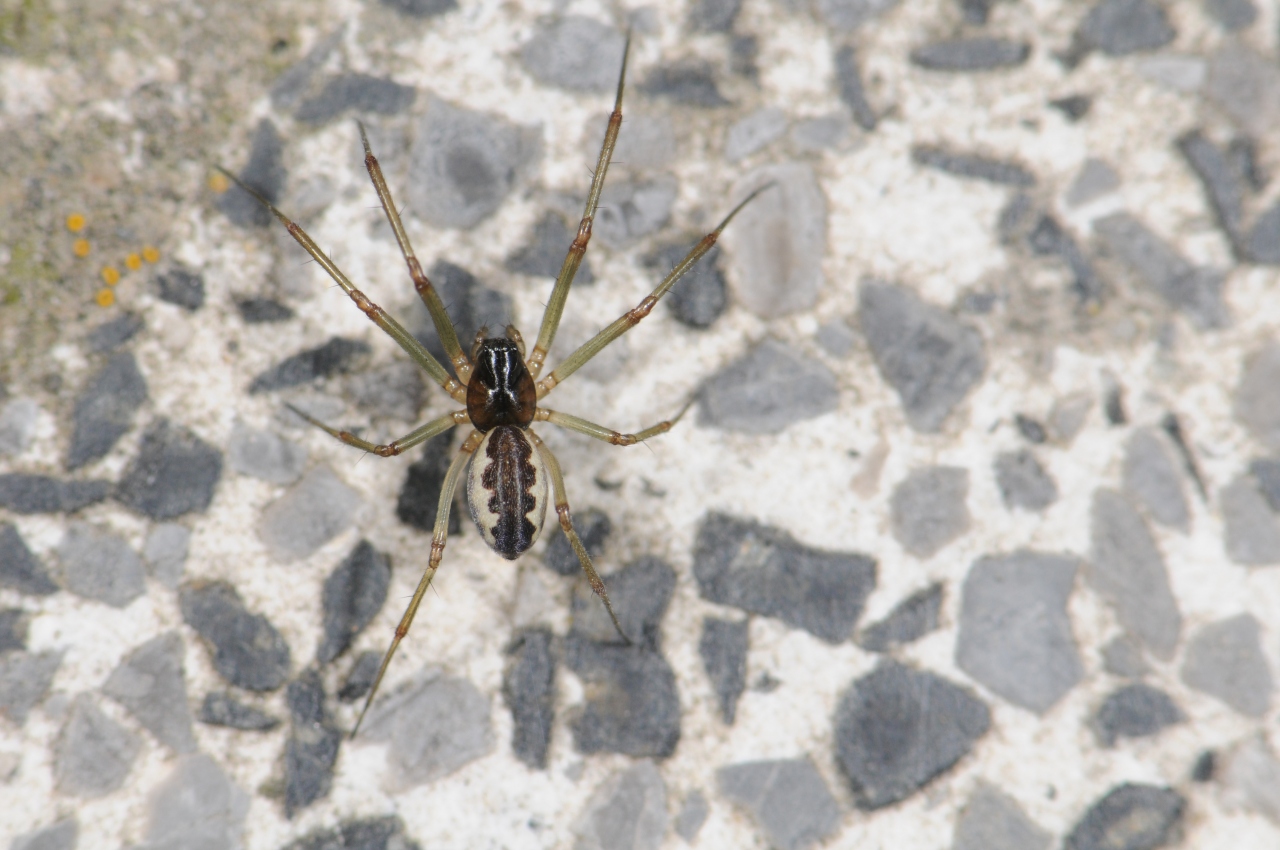 Female with typical dark drawing on the abdomen 