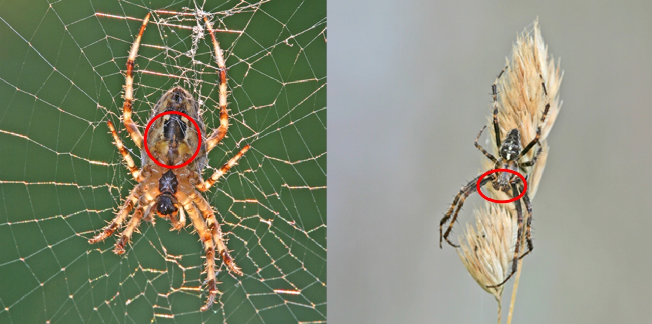 Cross Orbweaver female with epigyne (left) and male with thickened pedipalps (right).