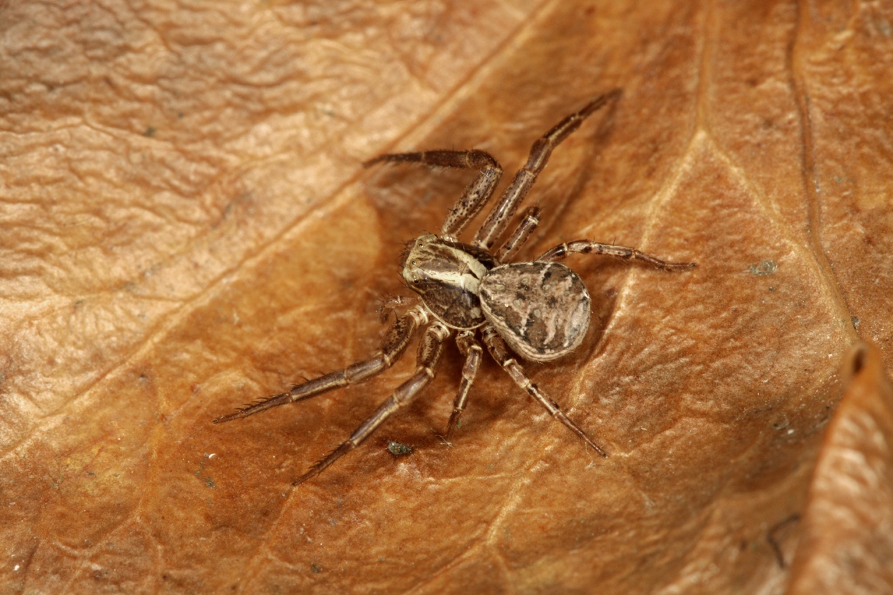 Female