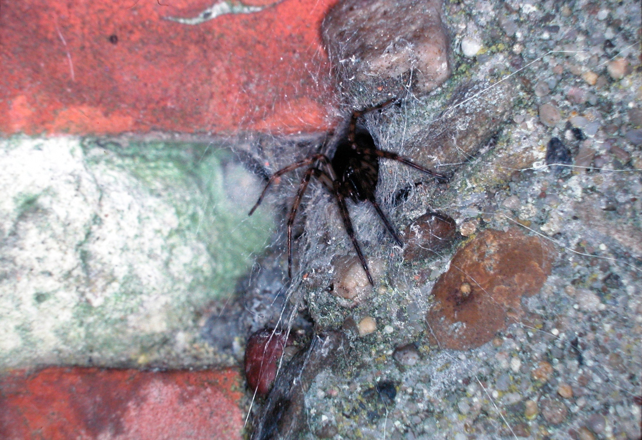 Tripwires (Segestria bavarica)