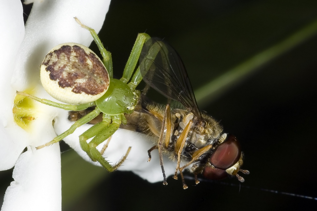 Female with light abdomen and dark figure