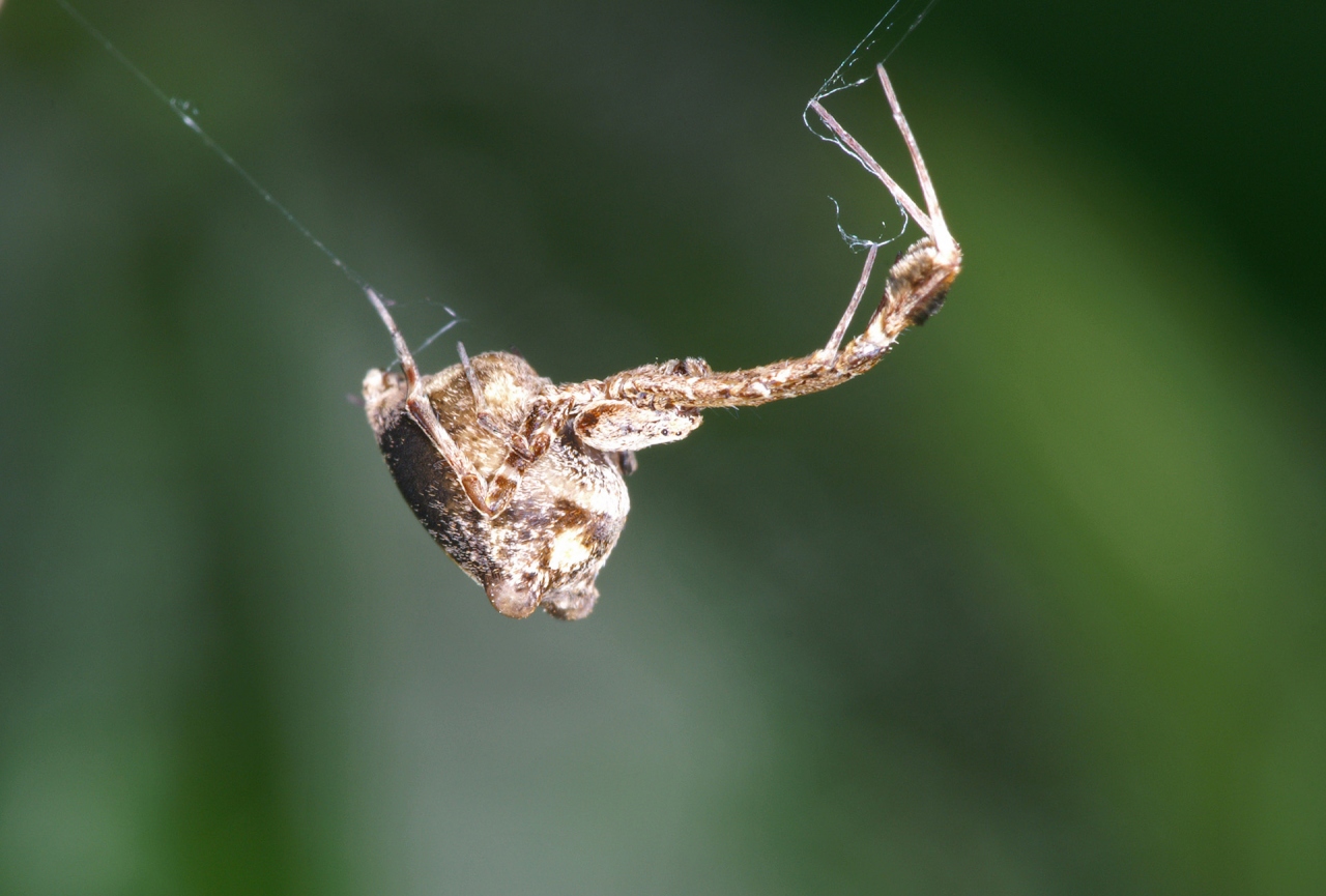 Female with tufts of hair on legs