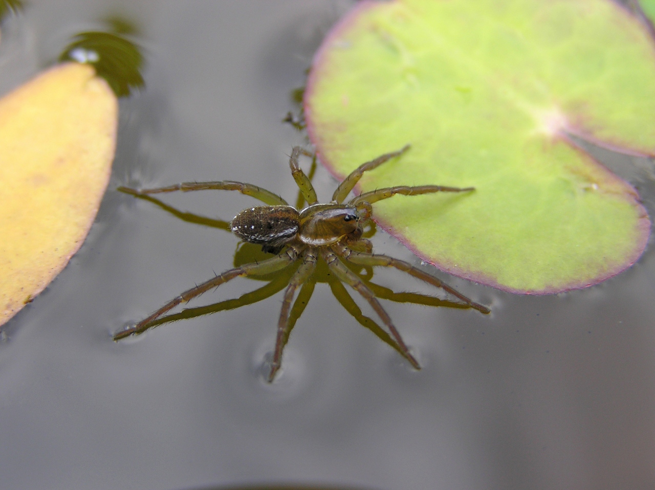 Female with white hairs on the edge of the carapace