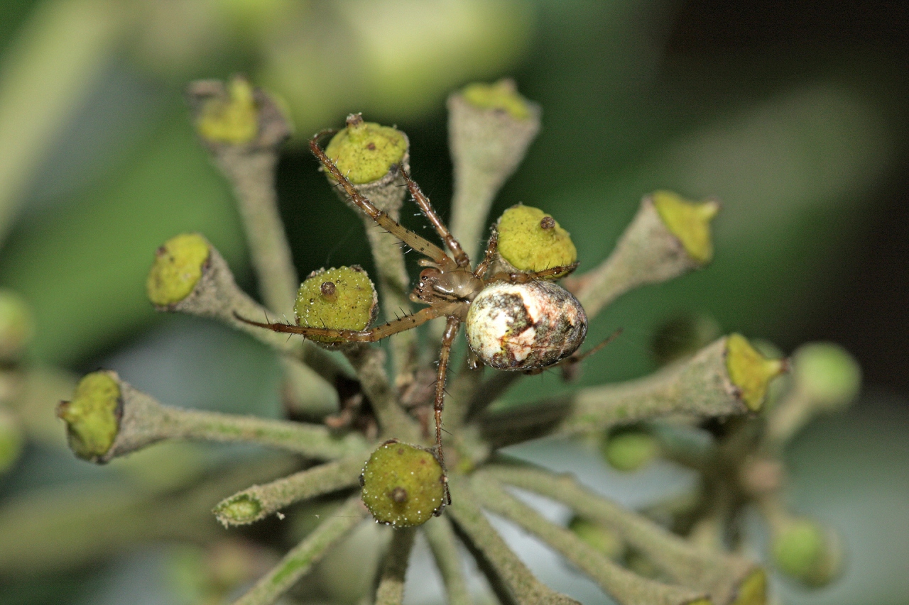 Female