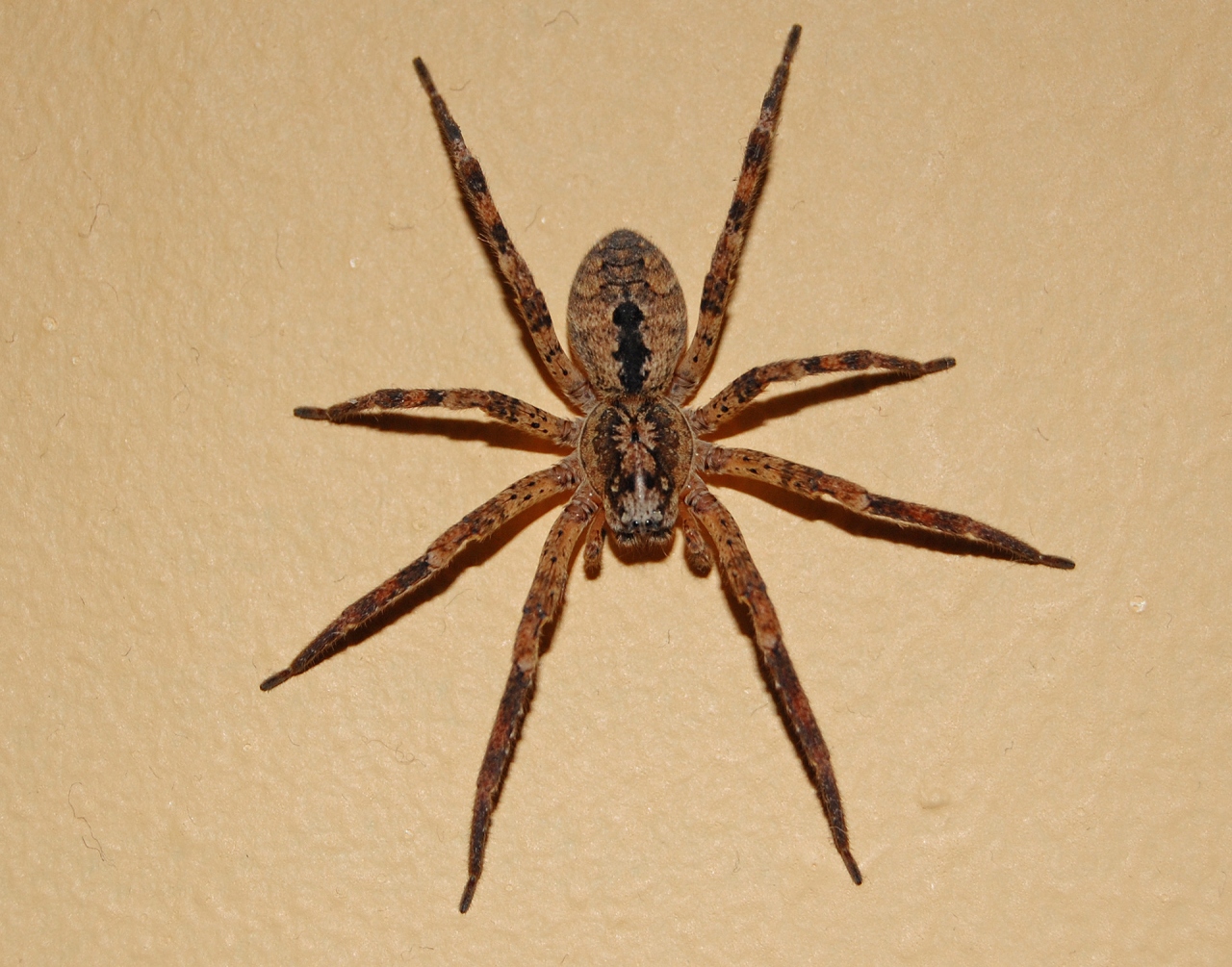 Dorsal view female