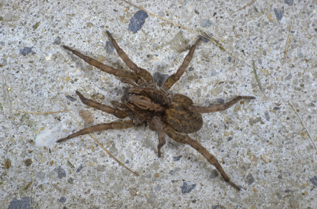Female with two dark length stripes on carapace 