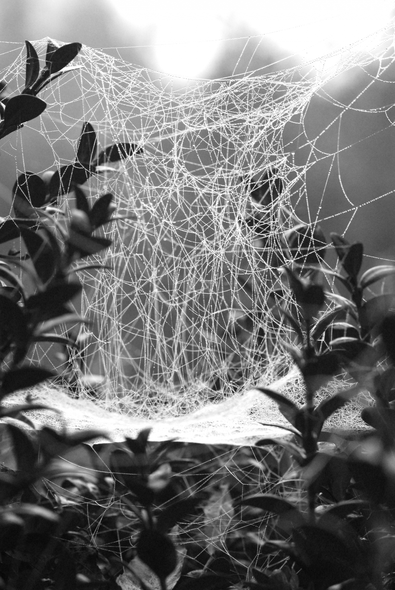 Sheet web