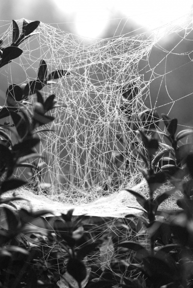 Sheet web