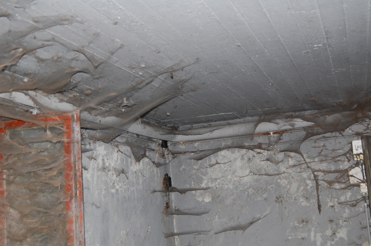 Funnel webs 