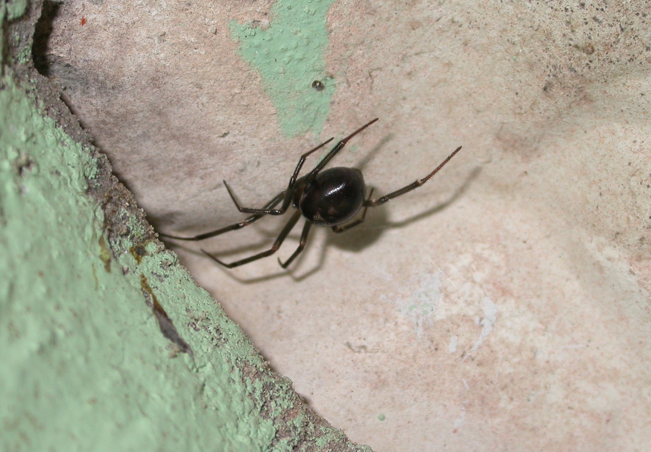 Female 