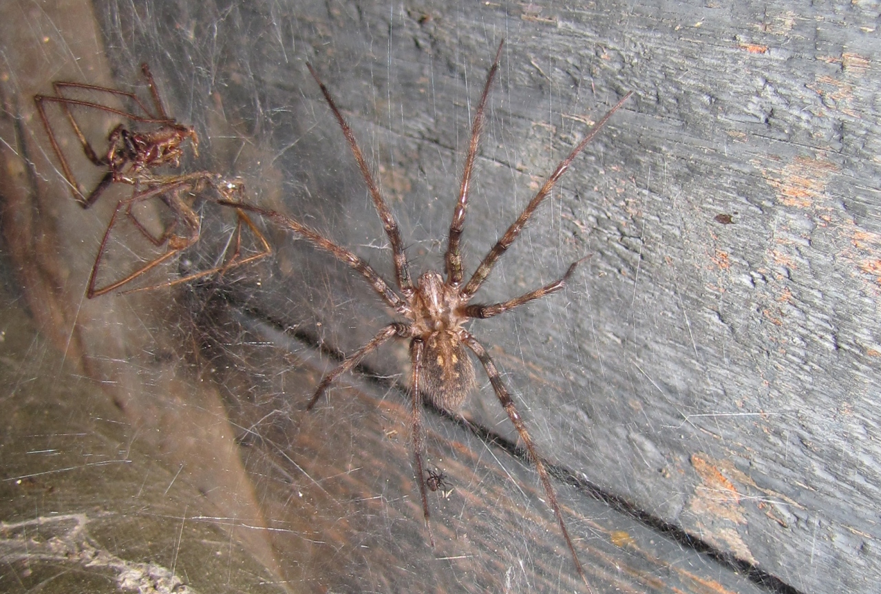 Dorsal view of female with shed skin (exuvium)  