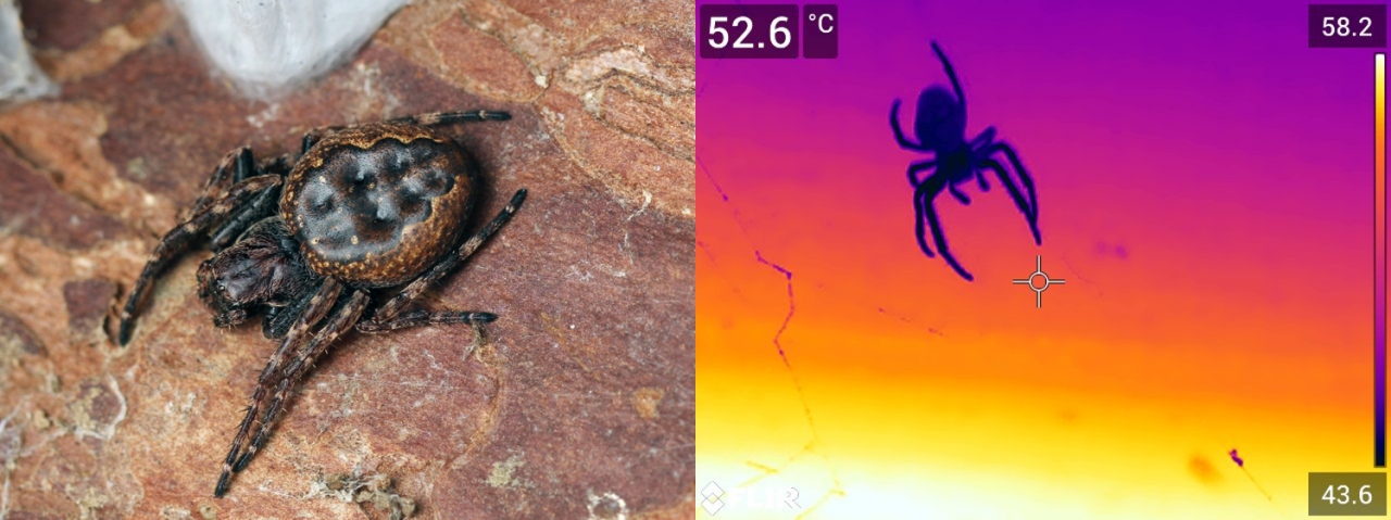 Walnut Orb weaver