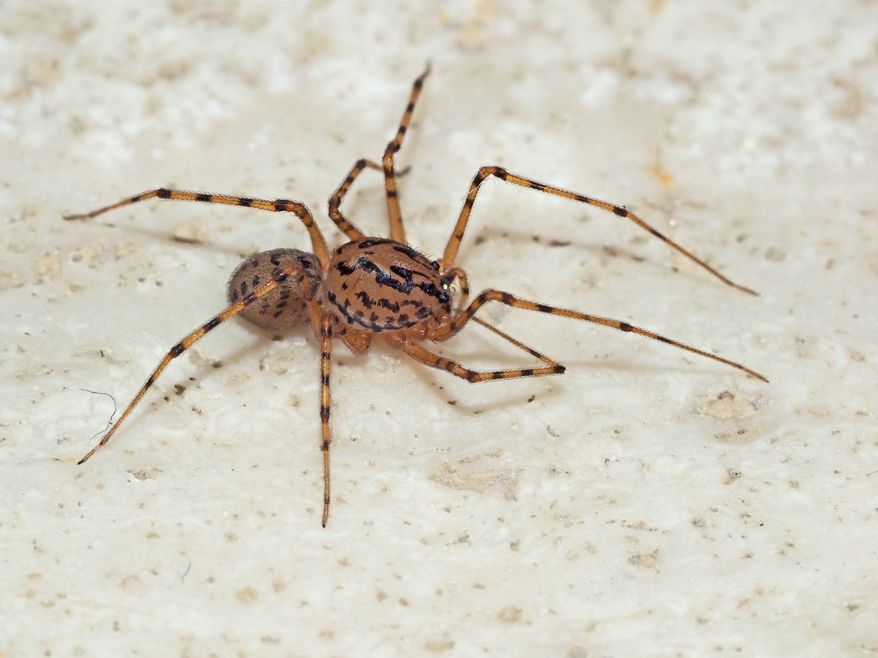 Fleecy jumping spider - SpiderSpotter