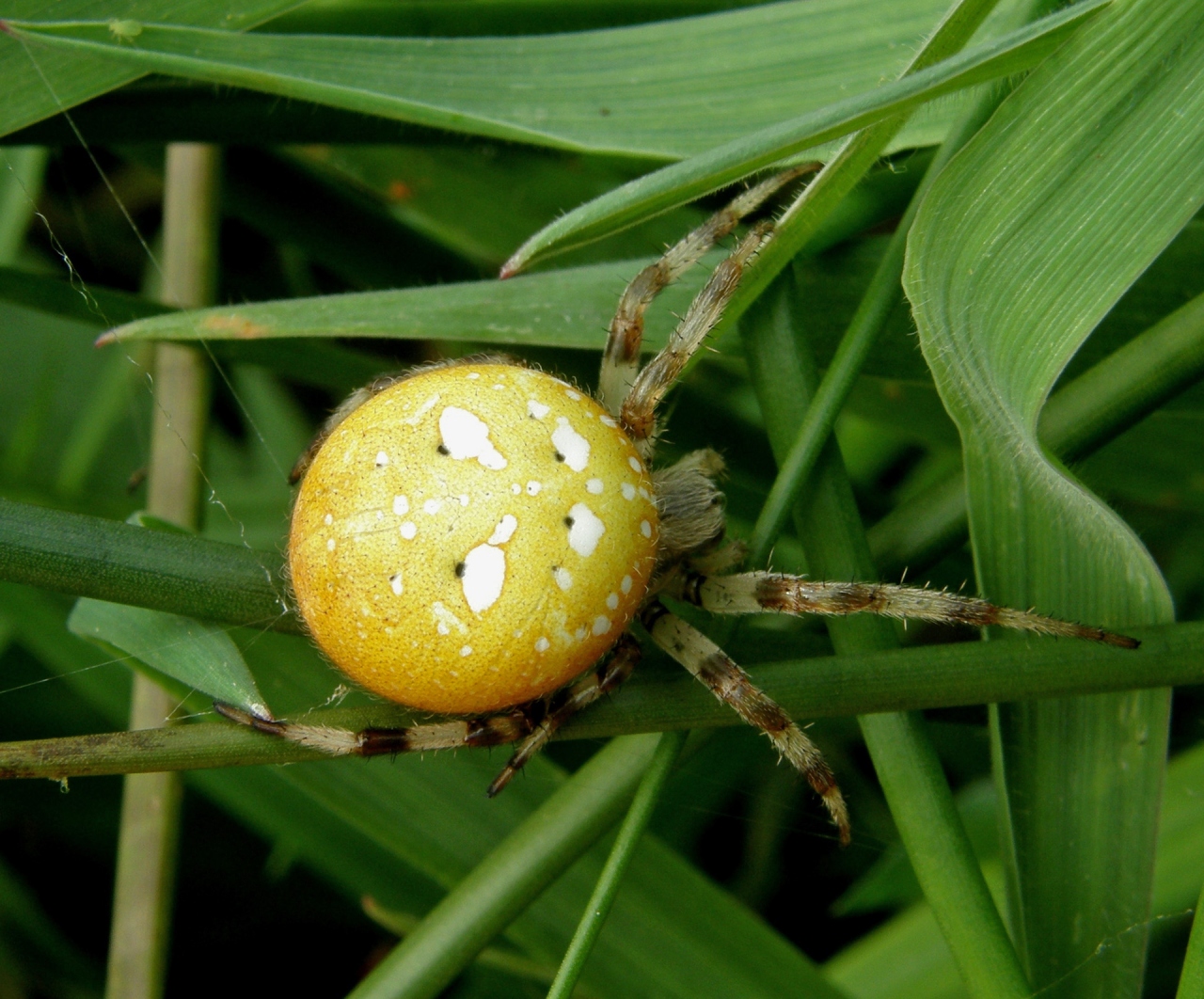 Dorsal view female, yellow colour morph 