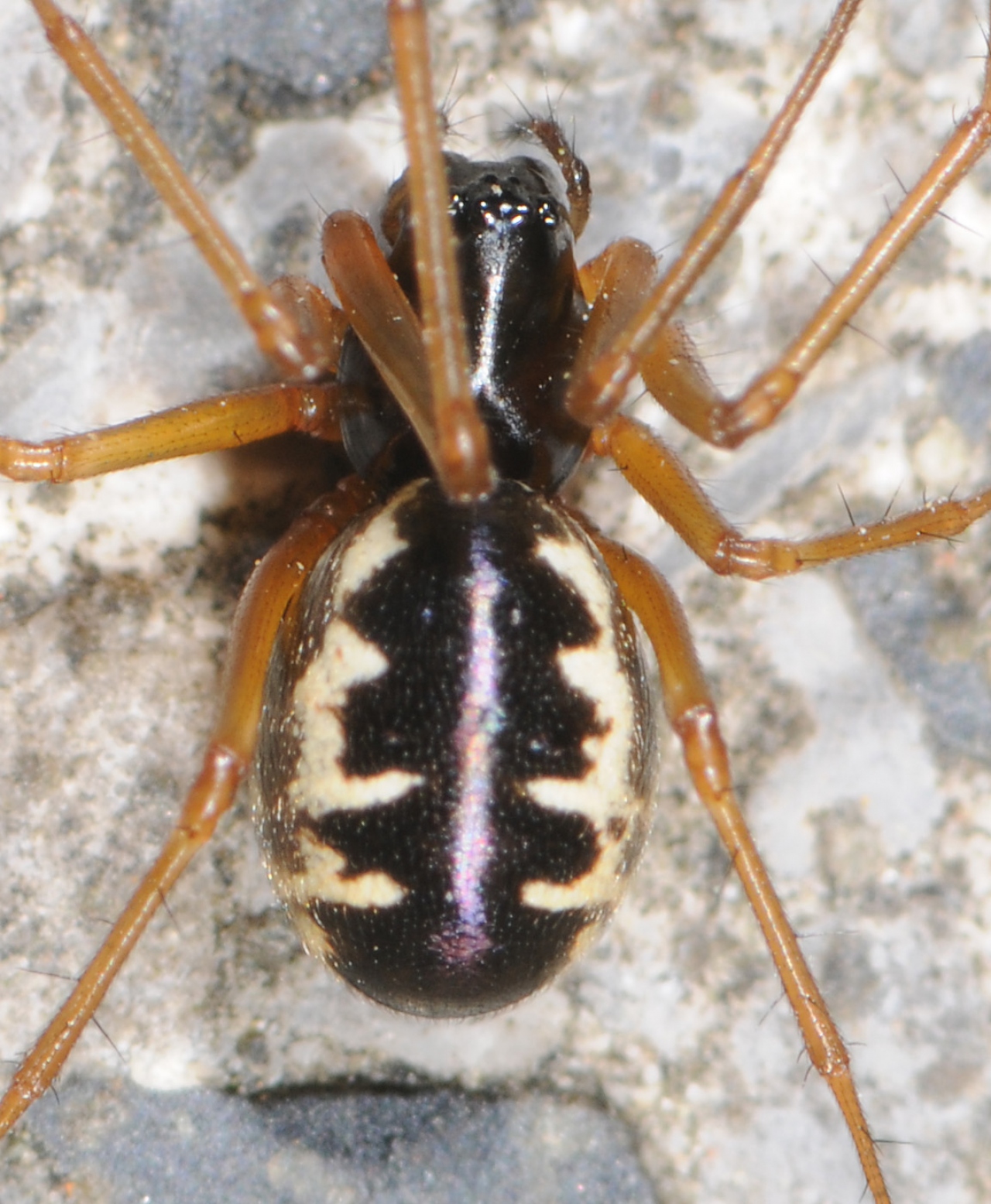 Female with dark figure on abdomen