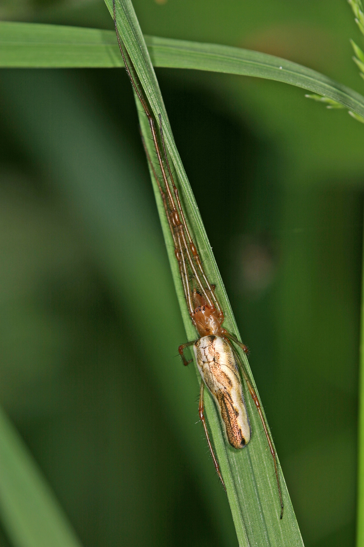 Female in typical outstretched posture