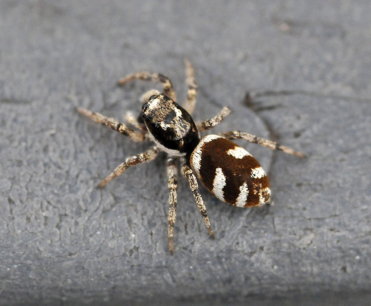 Fleecy jumping spider - SpiderSpotter