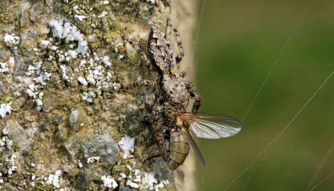 Female Fencepost jumping spider with large prey