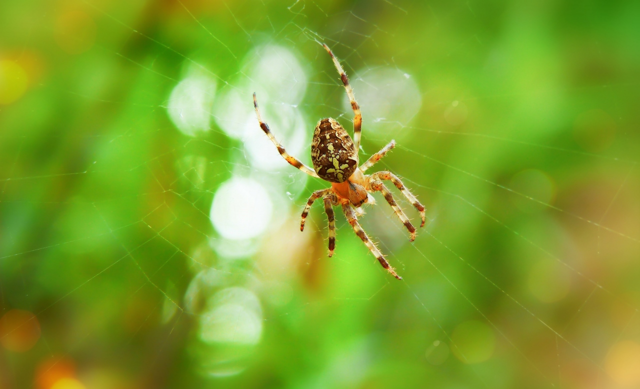 How to take spider and web pictures