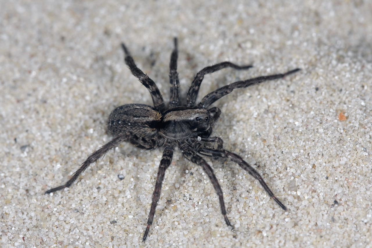 Female 