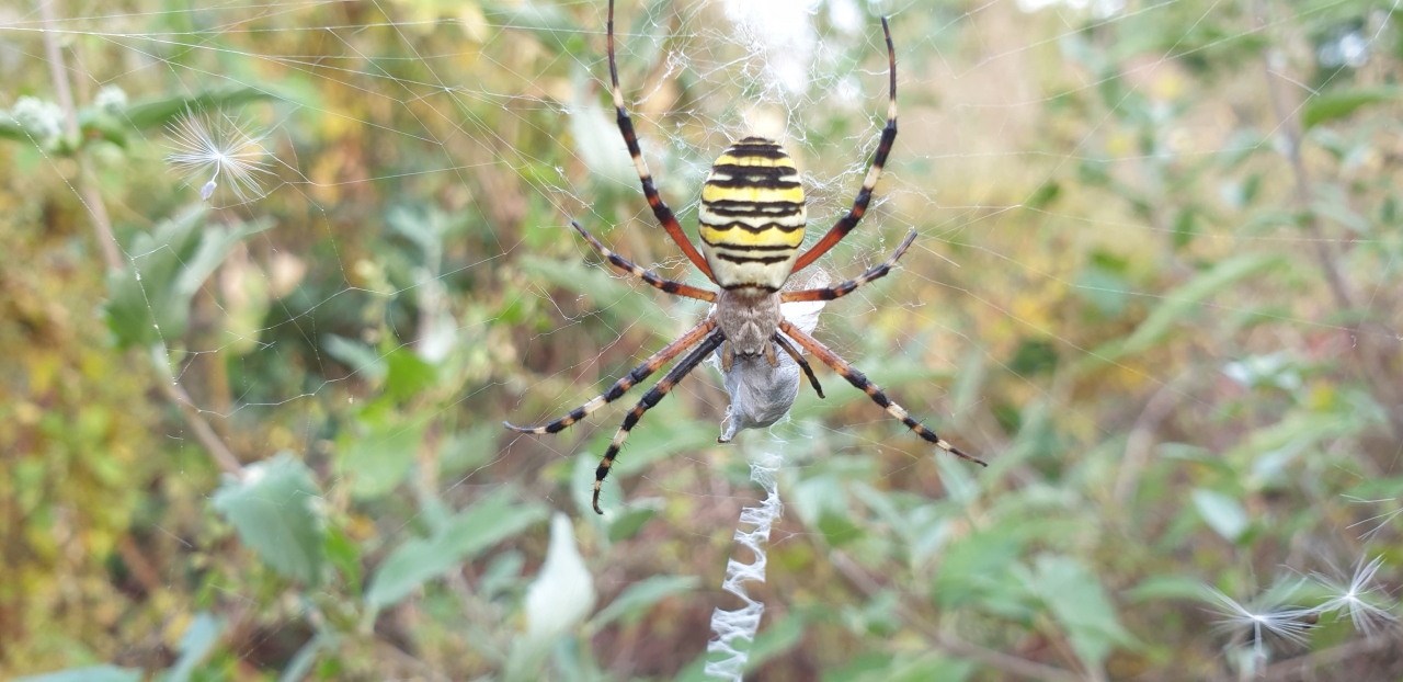 Wasp spider